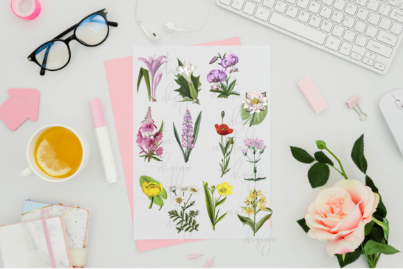 Download Antique Vintage Botanical Illustrations - Botanical illustrations Collection