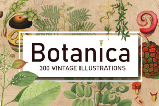 Download 300 Antique Botanical Illustrations - Premium Bundle
