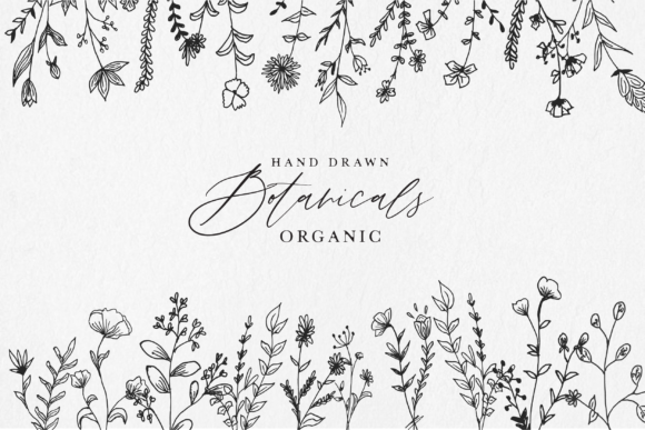 Download Hand Drawn Botanical Illustrations - Premium Resources