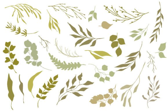 Download Botanical Illustrations Set - Premium Resources